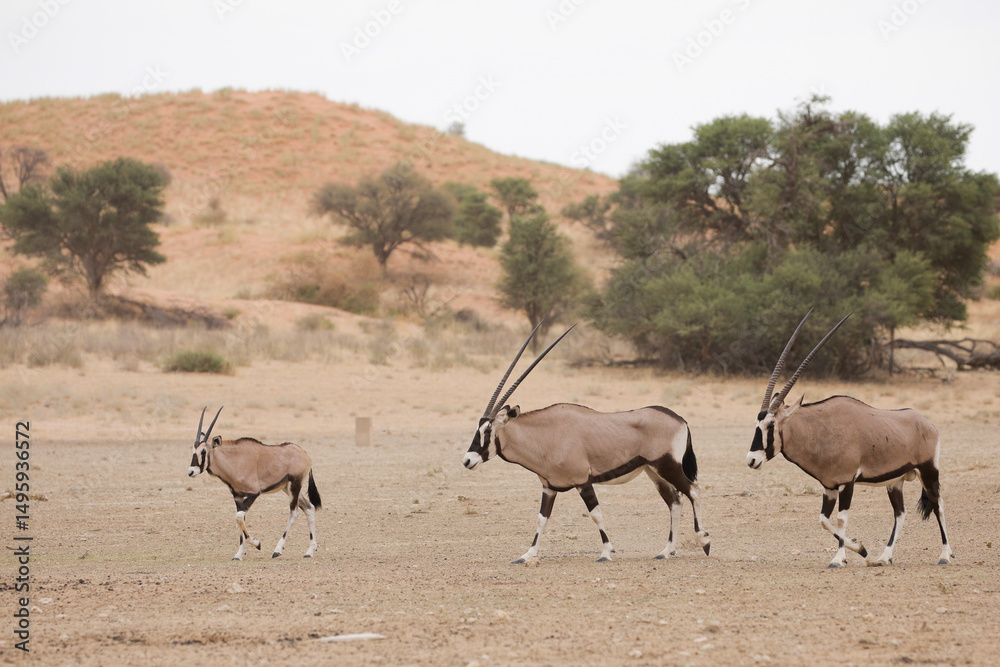 Naklejka premium Young gemsbok antelope in the arid Kalahari Desert
