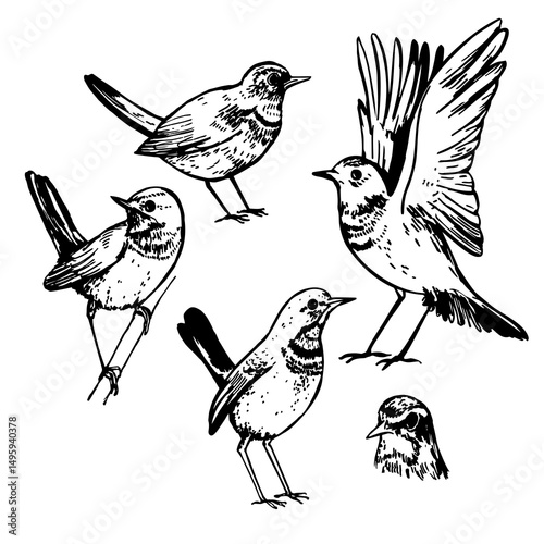 Hand-drawn bluethroat bird (Luscinia svecica). Vector sketch illustration.