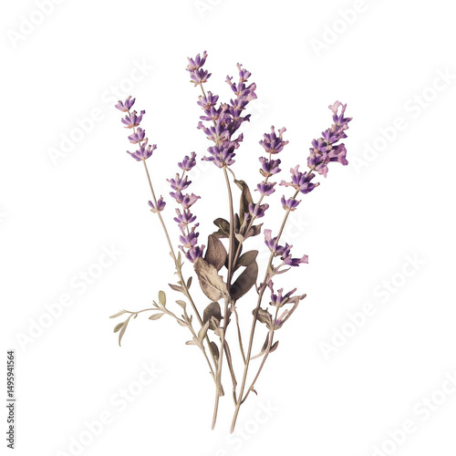 Lavender flower bouquet isolated on transparent background
