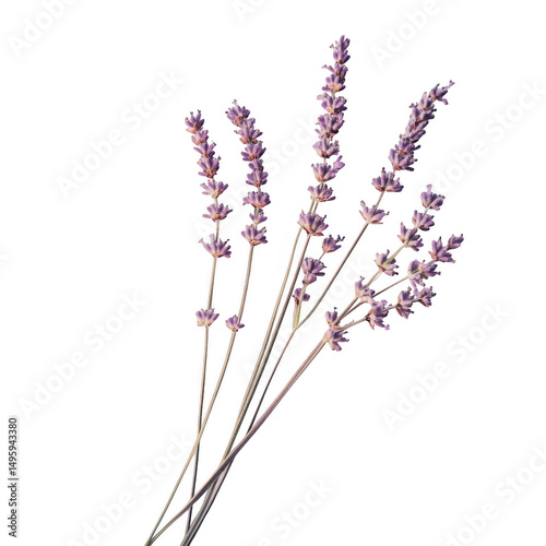 Lavender flower stems isolated on transparent background