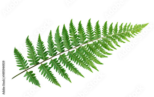 Leafy green fern with a long stem