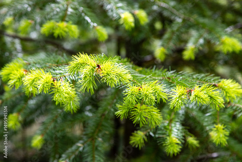 close up of pine tree