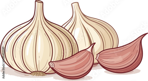 Fresh Garlic Cloves Illustration on White Background