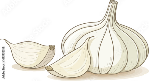 Fresh Garlic Cloves Illustration on White Background
