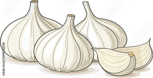 Fresh Garlic Cloves Illustration on White Background