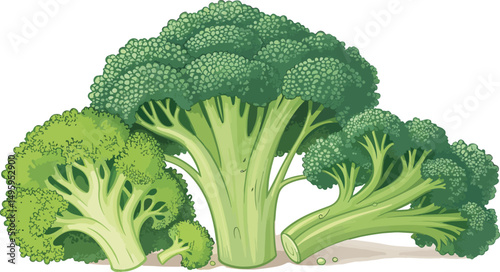 Fresh Broccoli Vegetable Vector Design on White Background
