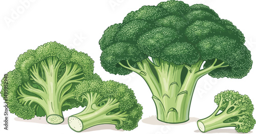 Fresh Broccoli Vegetable Vector Design on White Background
