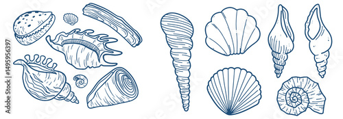 Set of hand drawn seashells drawing ink. Minimalist line art. Summer vacation design elements for trendy prints, label, menu cover. Tropical beach shells. Vector flat illustration. photo