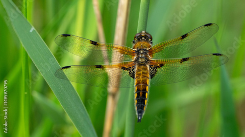 broad bodied chaser perched on reed