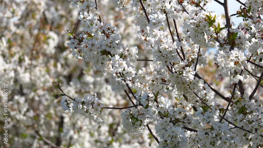 Fully bloomed cherry fruit tree on a sunny spring day, buzzing with insects collecting pollen Fully bloomed cherry fruit tree on a sunny spring day, buzzing with insects collecting pollen