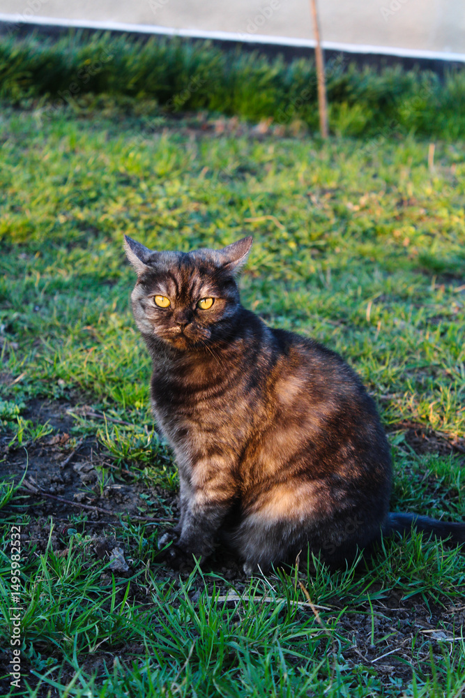 Obraz premium A beautiful cat sitting in the grass