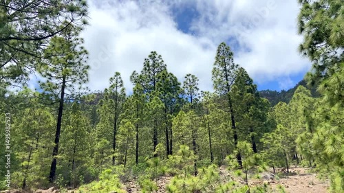 View from a hiking trail through the pine forest in El Contador Recreational Area near Arico village, Tenerife,Canary Islands,Spain,vertical video