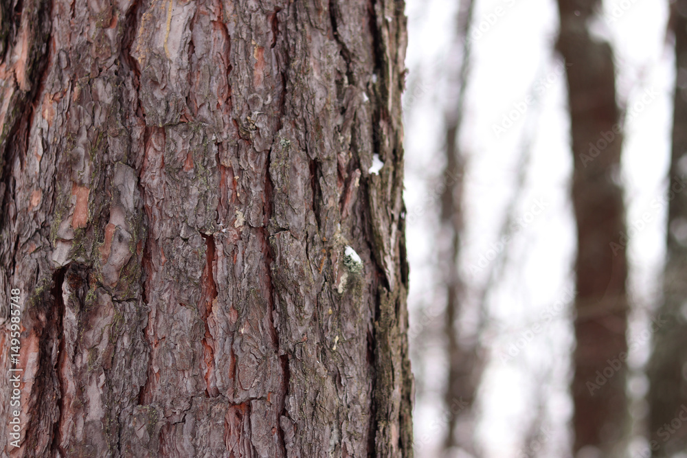 Close-up of pine tree bark, tree in forest in winter. Tree for natural background. Details. Focus on pine tree trunk with blurred background. Winter in forest Close-up of pine tree bark, tree in forest in winter. Tree for natural background. Details. Focus on pine tree trunk with blurred background. Winter in forest