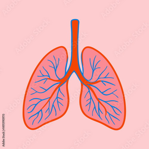Human Lungs Illustration: Respiratory System Anatomy