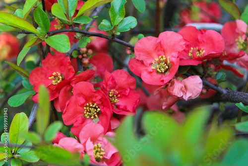 Wallpaper Mural Close-up of vibrant red flowering quince blossoms in a garden Torontodigital.ca