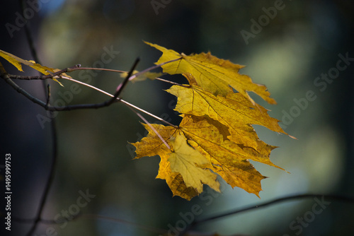Klonowe, jesienne liście