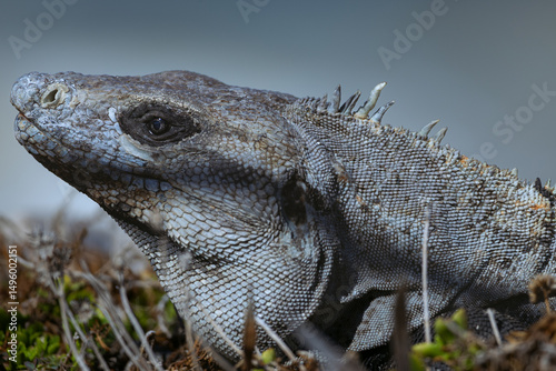 Iguana de cerca