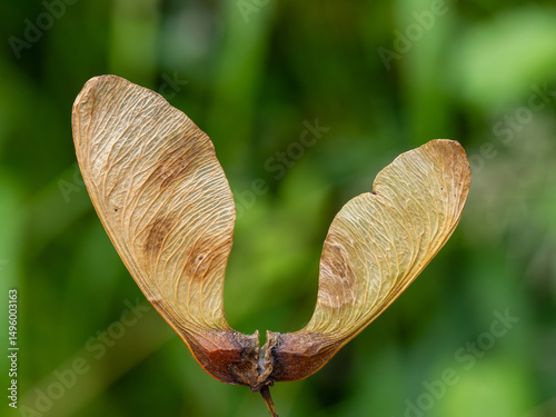 Close-Up of a Maple Tree Seed (Samara) on a Natural Green Background