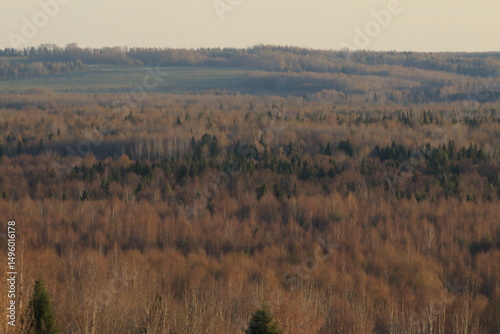 evening sunset in the spring forest