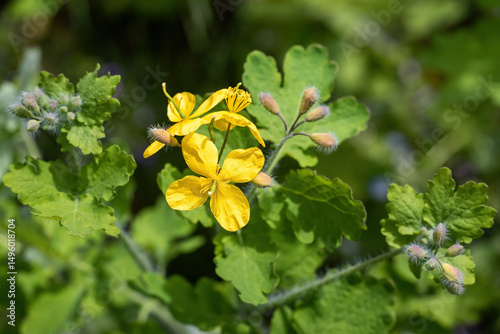 Yellow celandine flower in the garden on a sunny day.