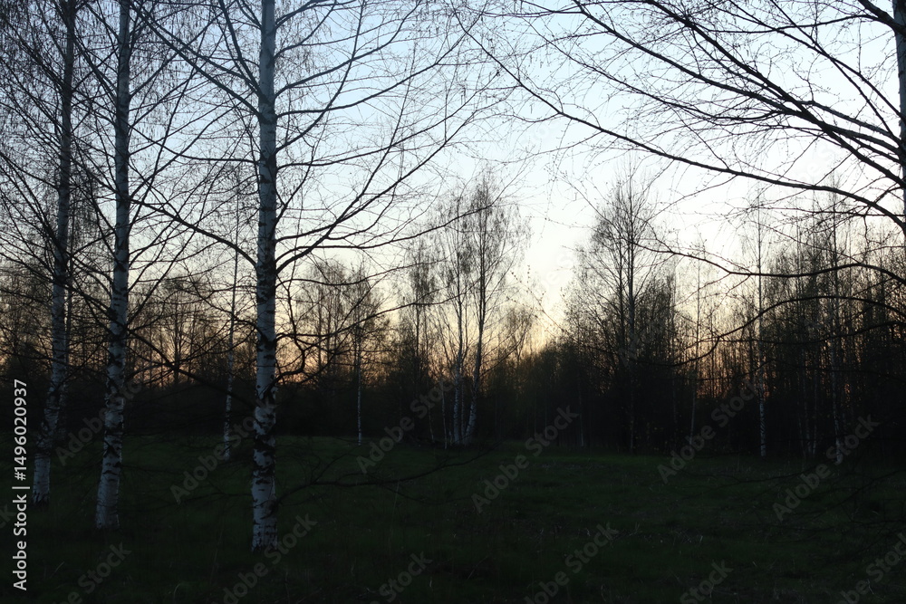 forest of northeastern Europe during evening sunset in mid-May forest of northeastern Europe during evening sunset in mid-May
