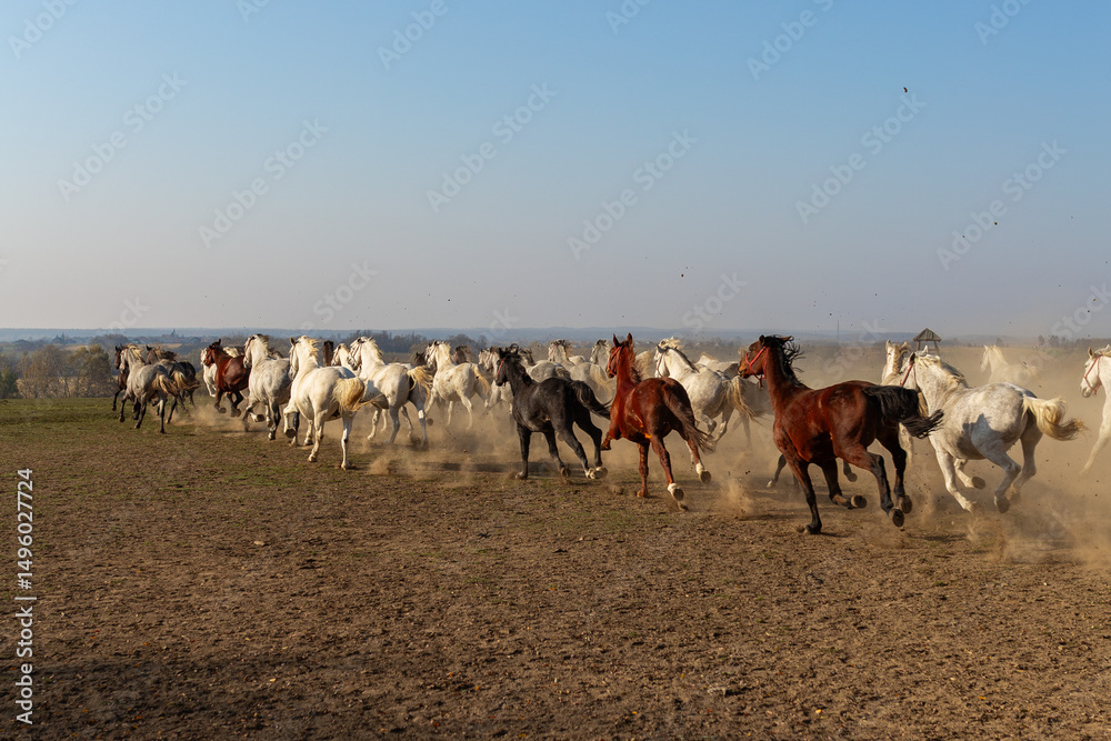 Obraz premium Numerous horses of various shades move rapidly in a vast, dry pasture, creating a trail of dust as they gallop.