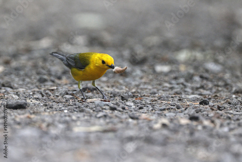 Yellow bird Prothonotary warbler eating moth on a trail. 