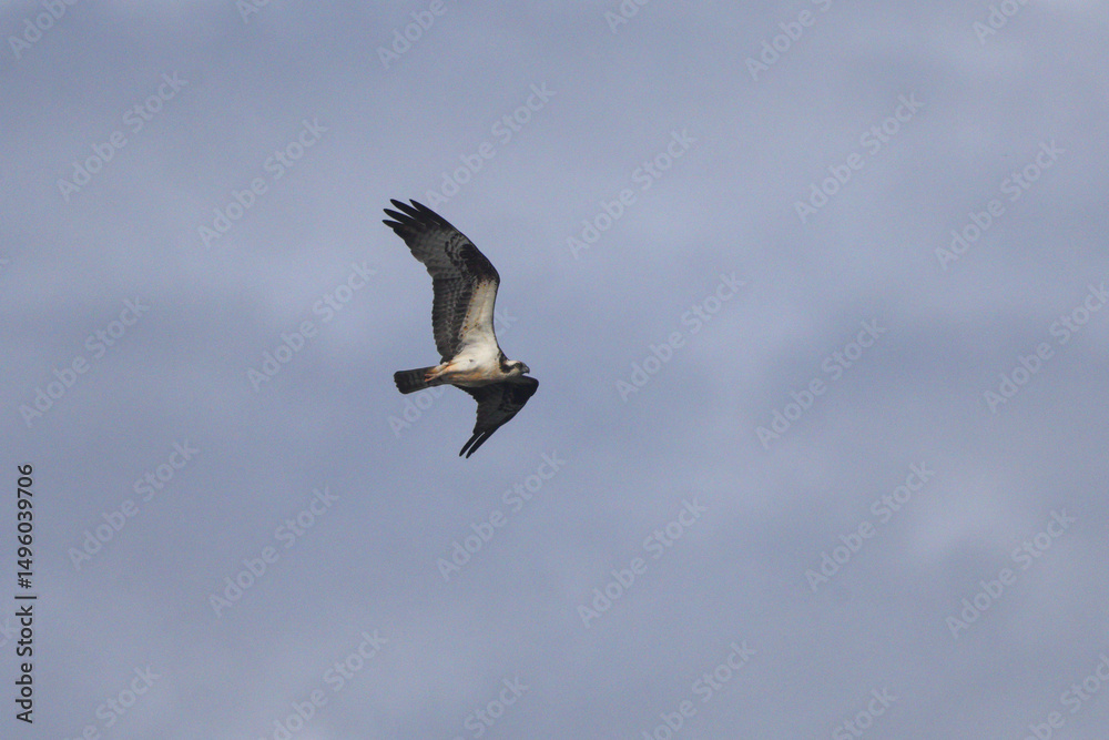 Fototapeta premium Osprey inflight against blue sky. 