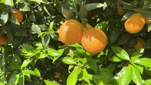 Orange-colored orange fruits on a tree branch in an orange grove.