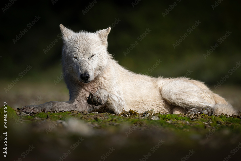 A wild grey wolf in the back country of Katmai National Park in Alaska. A wild grey wolf in the back country of Katmai National Park in Alaska.