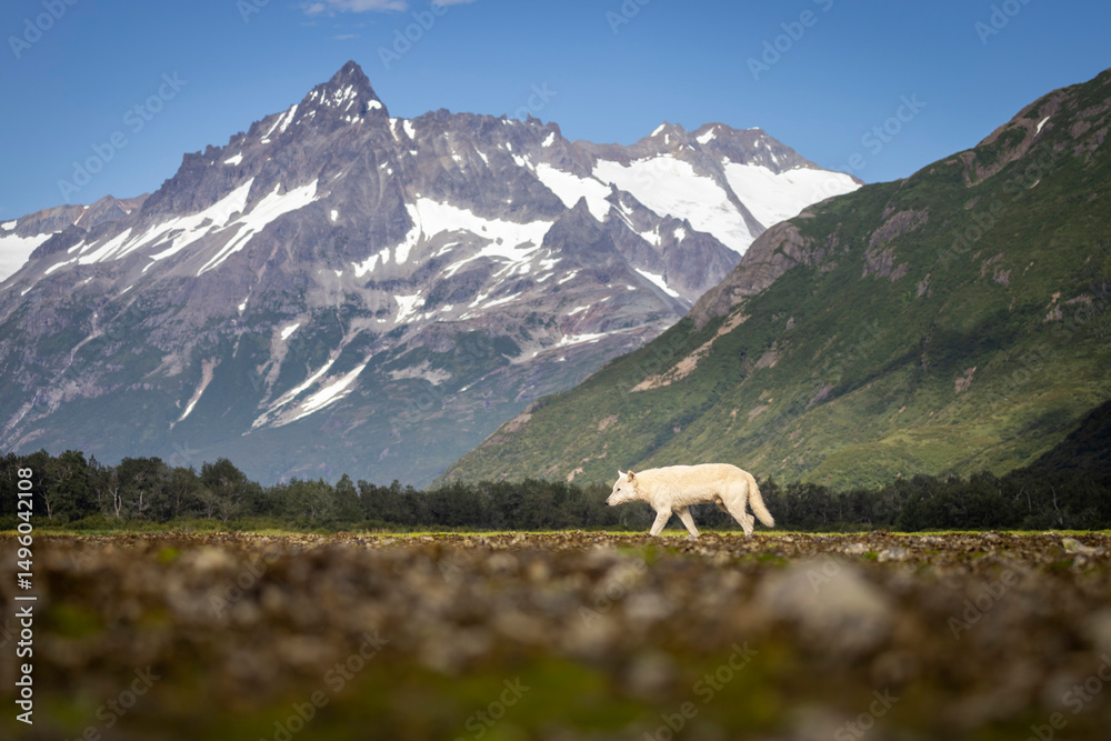 Obraz premium A wild grey wolf in the back country of Katmai National Park in Alaska.