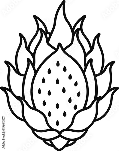 Dragon fruit vector illustration 