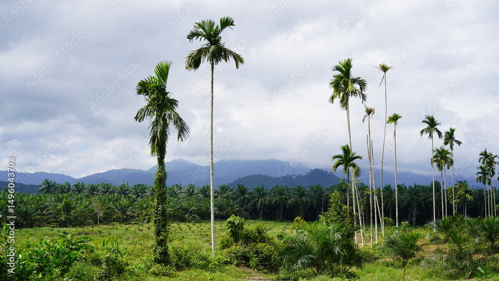 Obraz premium palm trees and blue sky Thailand krabi 