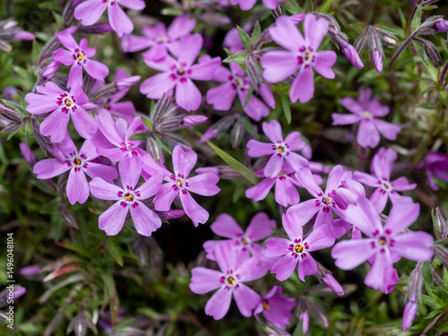 Beautiful creeping phlox (Phlox subulata) flowers in vibrant pink shades covering the ground.