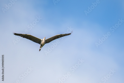 Aufnahme eines Graureihers beim Fliegen unter blauem Himmel. photo