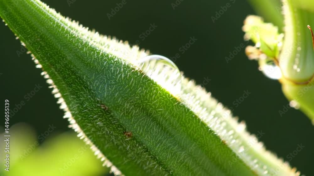 Close Up Dewy Okra Freshness Sparkling in Natural Light Close Up Dewy Okra Freshness Sparkling in Natural Light