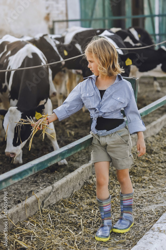 Vertical photo of farmer girl feeding cows on a farm in summer. Child and animal friendship