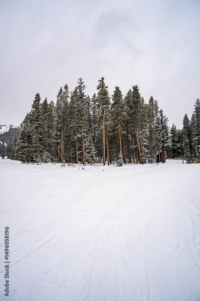 Fototapeta premium Winter landscape with snow and pine forest.