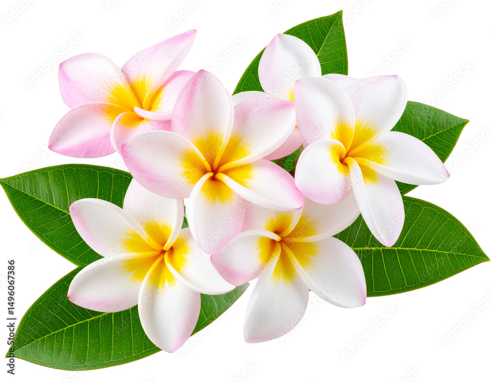 Fototapeta premium Beautiful pink and white plumeria flowers with green leaves isolated on a transparent background
