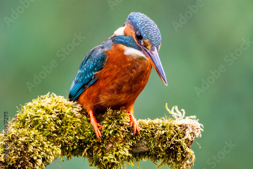 Kingfisher