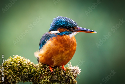 Kingfisher