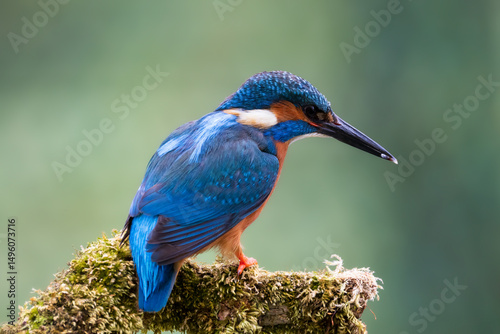 Kingfisher