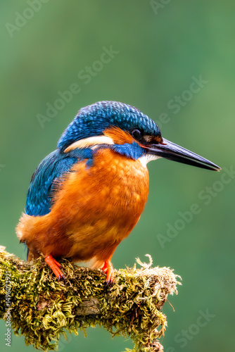Kingfisher