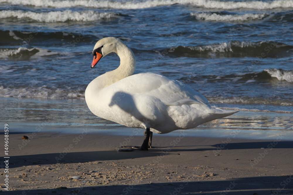 Fototapeta premium Elegant Mute Swan on a Sandy Beach by the Sea