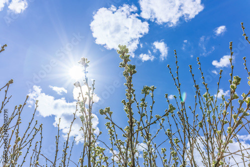 spring rose hips, dog-rose with fresh young foliage, leaves have just blossomed, against the background of a blue spring sky