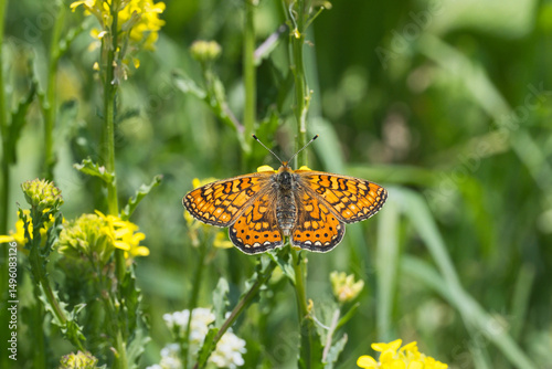 Nymphalidae / Nazuğum / Marsh Fritillary / Euphydryas aurinia