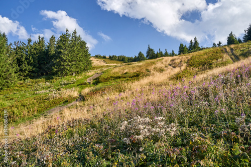 Fototapeta Naklejka Na Ścianę i Meble -  tourist trail on a dirt road in a meadow in the Beskidy mountains