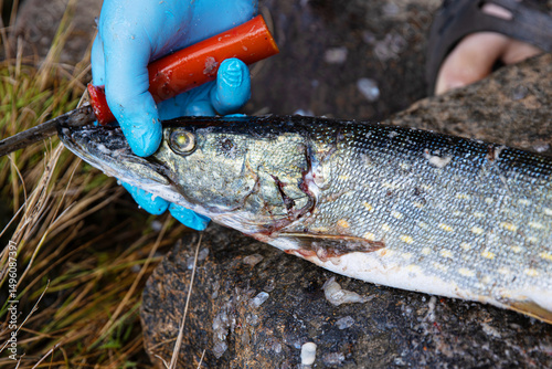 Closeup of a freshly caught pike being cleaned with a red handled knife on a rock surface. A person wearing blue gloves is carefully cutting into the fish. 
