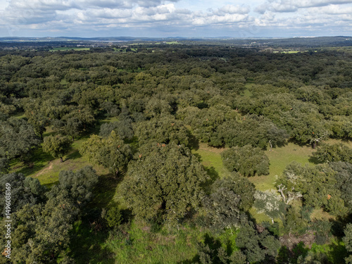 Aerial view of cork oak forest in Alentejo, Portugal, showcasing lush green trees and natural landscape under bright sunlight.