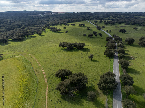 Aerial view of a winding asphalt road cutting through lush green fields and cork oak forest in the scenic Alentejo region, Portugal.